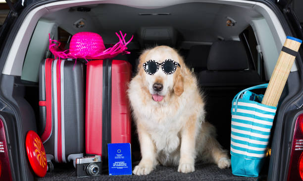 istock Golden Retriever Trip 894200490