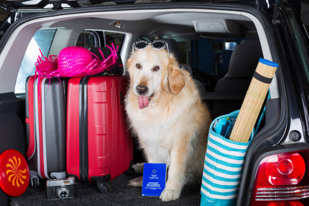 istock Golden Retriever Trip 894200500