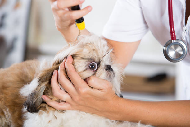 istock Vet with his dog Shih Tzu 894200504