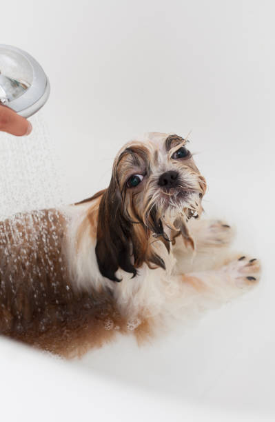 Bath of a dog Shih Tzu Bubble Bath a lovely dog Shih Tzu town criers stock pictures, royalty-free photos & images