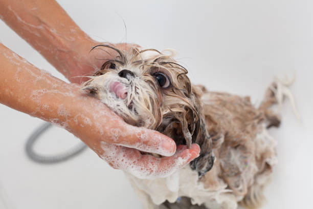 Bath of a dog Shih Tzu Bubble Bath a lovely dog Shih Tzu town criers stock pictures, royalty-free photos & images