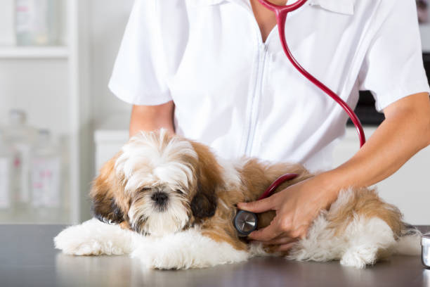 vet with his dog shih tzu - shih tzu cute animal canine imagens e fotografias de stock