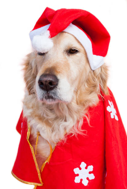 istock Dog dressed as Santa Claus 894200736