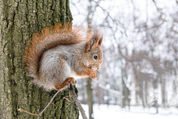 istock red squirrel sitting on tree branch on blurred snowy winter forest background 894200766