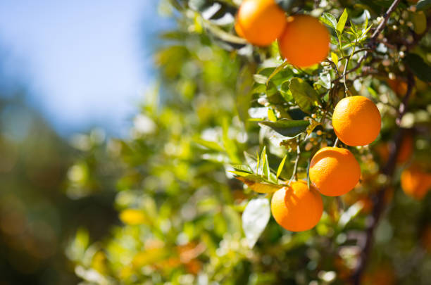 Valencia orange trees Trees with orange typical in the province of Valencia, Spain orange tree photos stock pictures, royalty-free photos & images