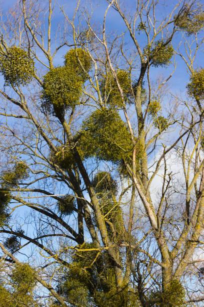 istock tree on blue sky in december advent sunny day 894203082