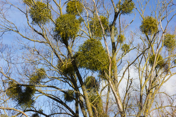 istock tree on blue sky in december advent sunny day 894203086