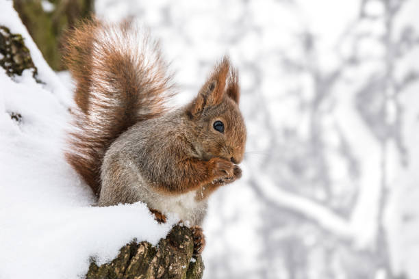 istock squirrel sitting on tree trunk covered with snow and eating nut 894203430