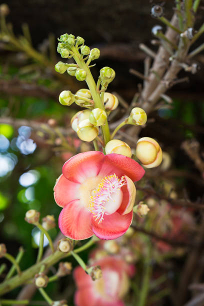 istock Cannonball flower (Couroupita guianensis) on the tree 894206184