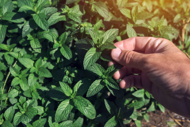 istock Farmer picking peppermint leaves in garden 894206660