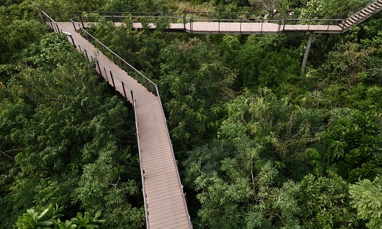 Wooden bridge, Nature trail in Bangkok, Thailand