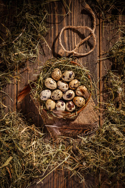 istock Top view of quail eggs 894259320