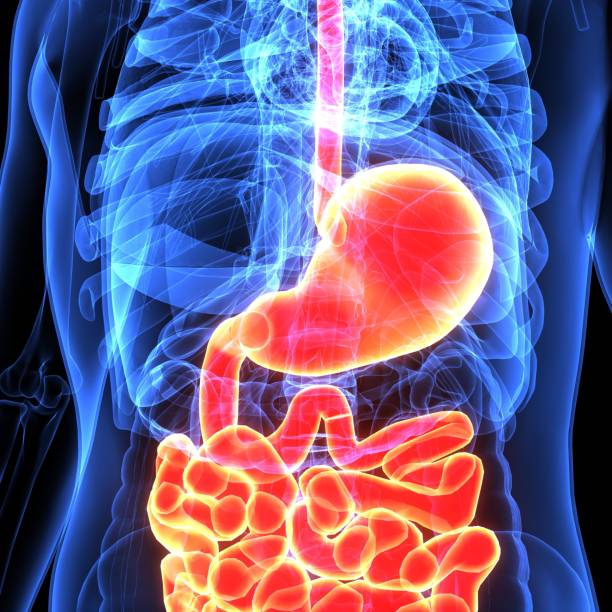 istock 3d illustration of human body digenative system 894278598