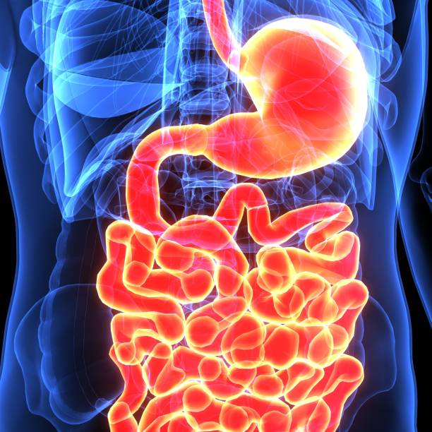 istock 3d illustration of human body digenative system 894278760