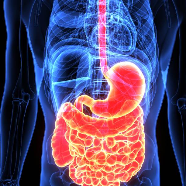 istock 3d illustration of human body digenative system 894278818
