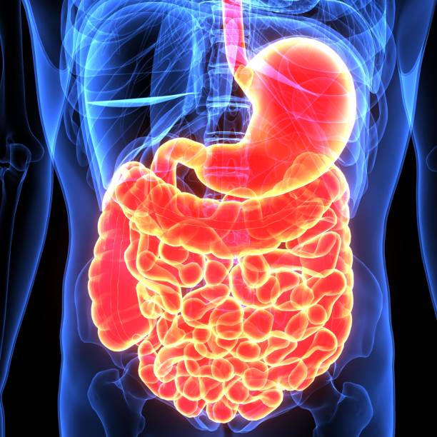 istock 3d illustration of human body digenative system 894278856