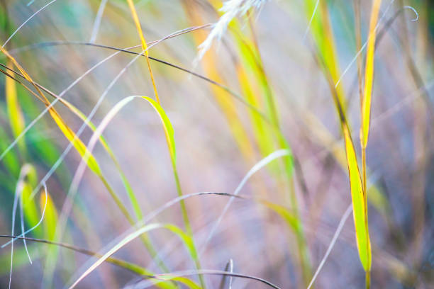 istock Macro blades of grass in soft summer sunlight. Nature backgrounds 894293578