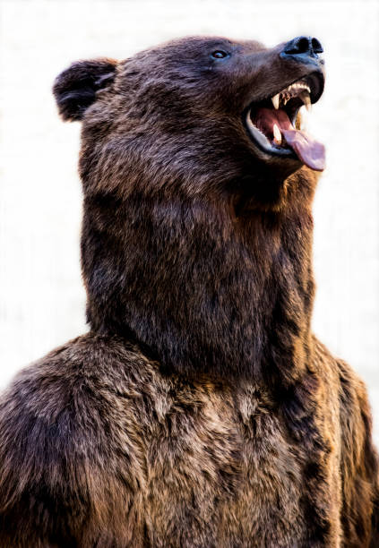 istock Grizzly bear with an open mouth 894295886