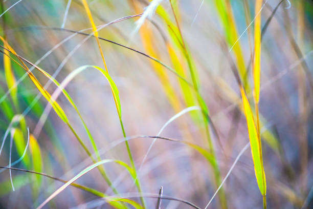 makro grashalme im weichen sommer sonnenlicht. nature rückwände - condensation vibrant color bright vitality stock-fotos und bilder