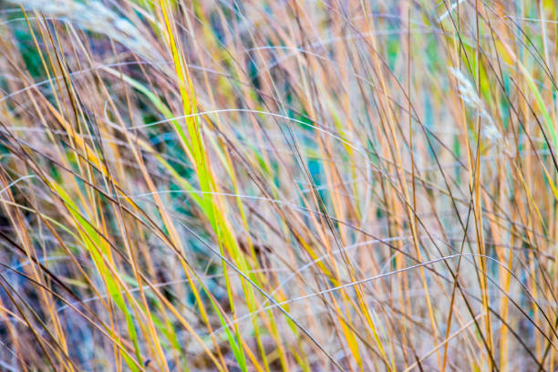 istock Macro blades of grass in soft summer sunlight. Nature backgrounds 894296212