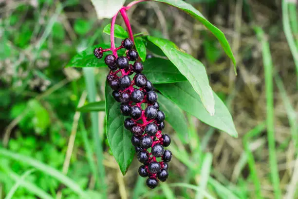 bunch of berries pokeweed closeup in the garden