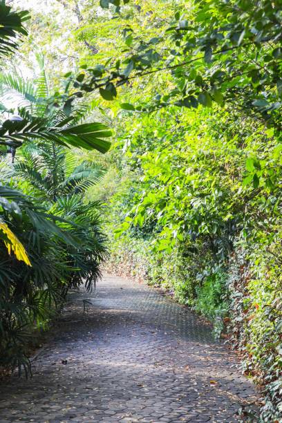 istock Neat old cobblestone road among trees 894315876