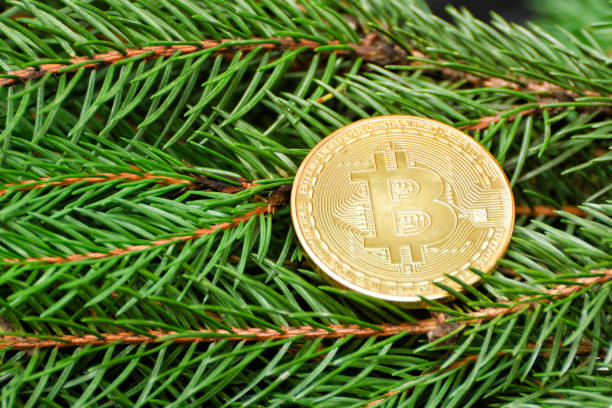 istock Coin Bitcoin on a spruce branch. Close-up. Business concept 894333846
