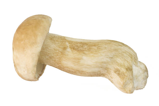 istock Porcini (white noble forest mushrooms) cut out on white background. 894340918
