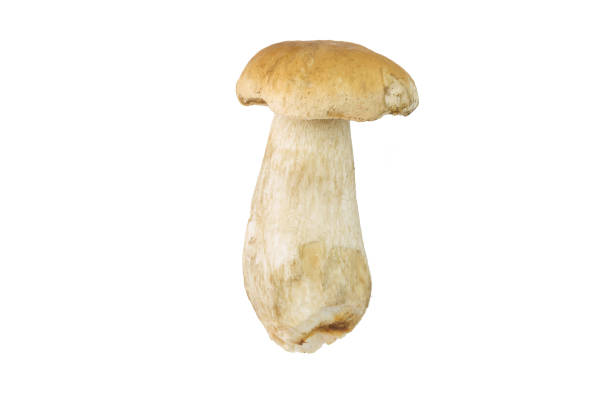 istock Porcini (white noble forest mushrooms) cut out on white background. 894340952