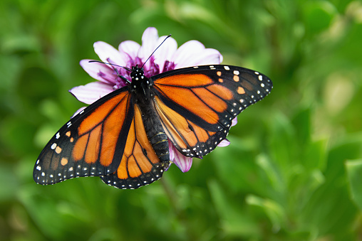 Monarch butterfly is sitting on a flower in the garden