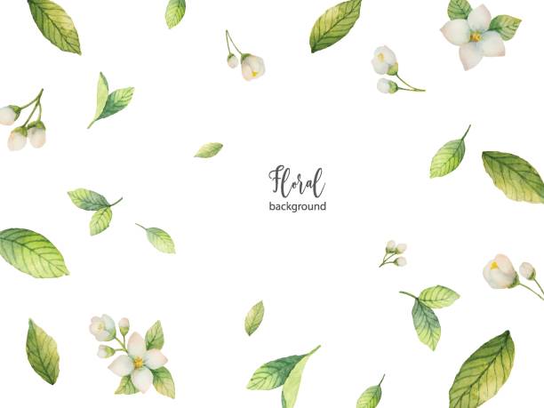 Watercolor vector background of flowers and branches Jasmine. Watercolor vector background of flowers and branches Jasmine. Floral illustration for design greeting cards, wedding invitations, natural cosmetics, packaging and tea. jasmine stock illustrations