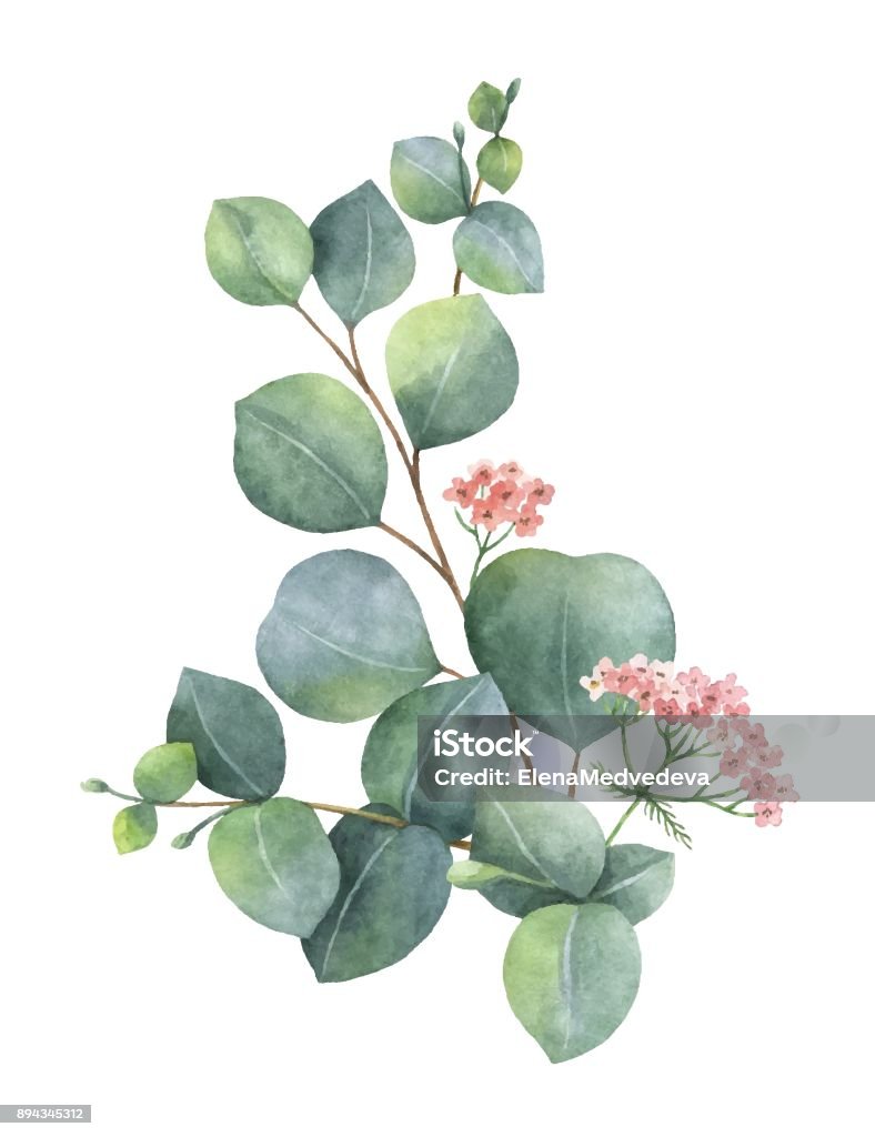 Watercolor vector bouquet with green eucalyptus leaves and branches. Watercolor vector wreath with green eucalyptus leaves and branches. Spring or summer flowers for invitation, wedding or greeting cards. Watercolor Painting stock vector