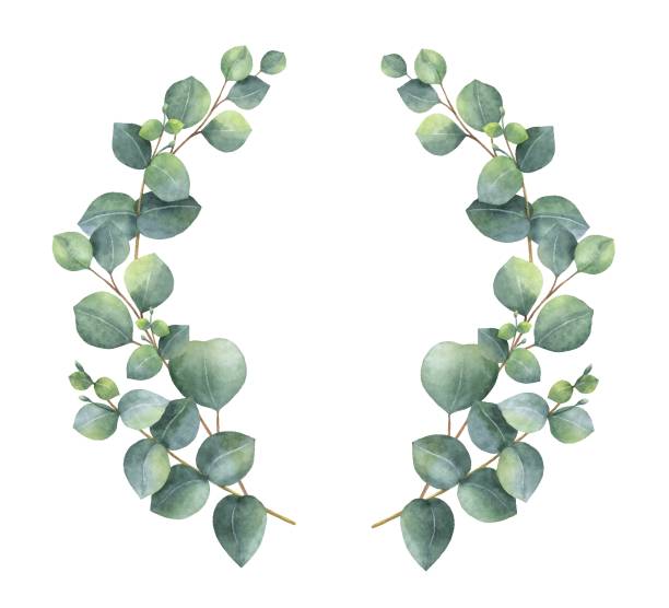 illustrations, cliparts, dessins animés et icônes de couronne de vecteur aquarelle avec des feuilles d’eucalyptus de dollar en argent et succursales. - eucalyptus