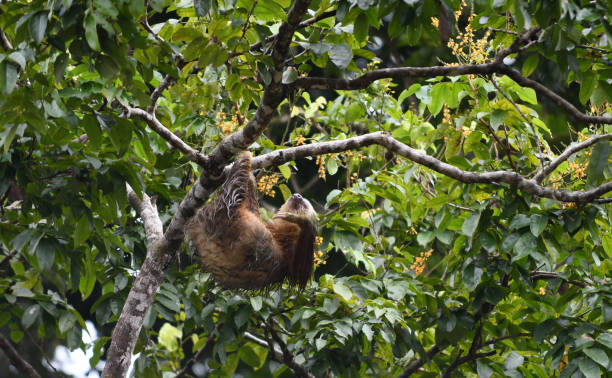 istock sloth of Costa Rica 894347904