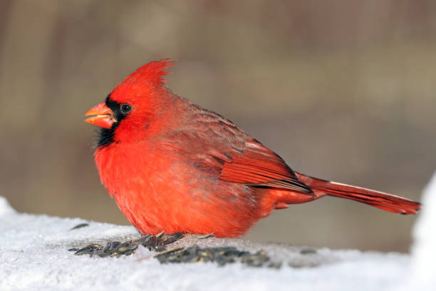 istock Male Northern Cardinal 894368766
