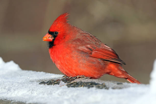 istock Male Northern Cardinal 894368780