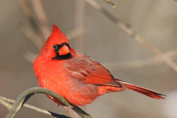 istock Male Northern Cardinal 894368786
