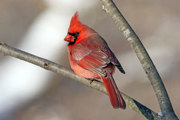 istock Male Northern Cardinal 894368800