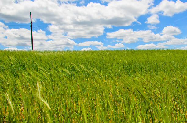 istock Field of green wheat on summer 894369066