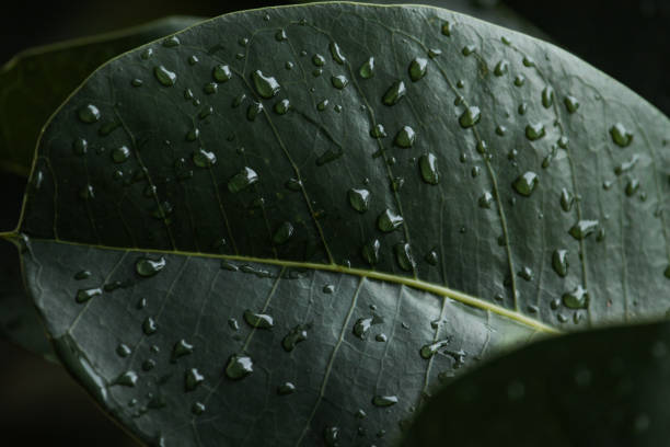 istock Fresh scene: rain drops closeup on green leaves. 894372244