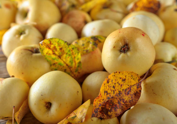 Ripe juicy apples with fallen yellow leaves .