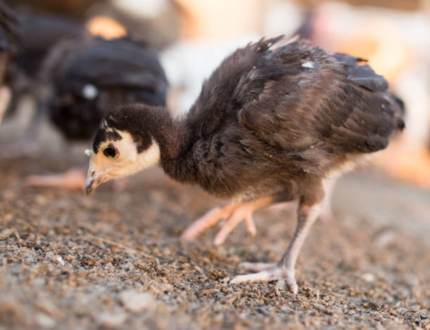 istock small turkey chickens graze on the farm 894378332
