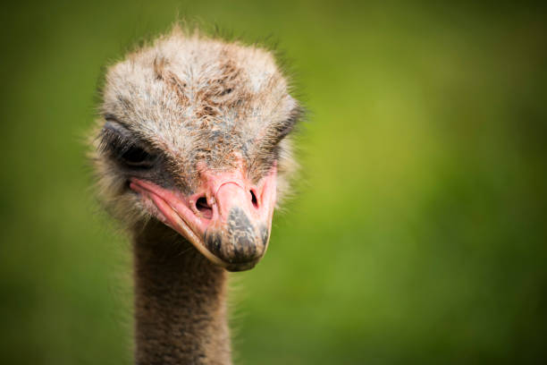 portrait of an ostrich looking menacingly to the camera with a green field out of focus as a background