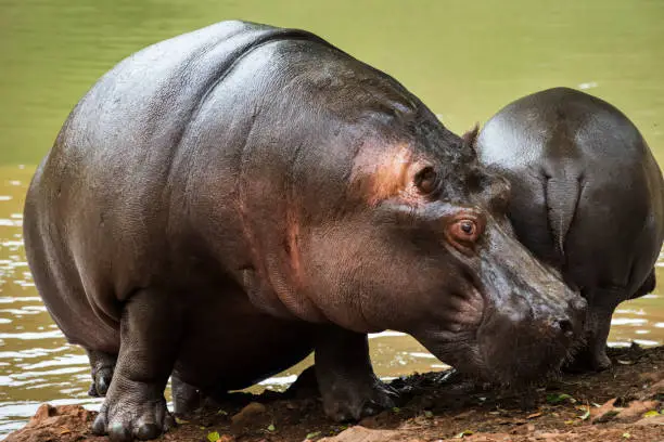 mom and baby hippo giving each other affection next to a lake of green water