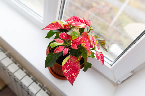 istock Flower in a pot on the window 894384080