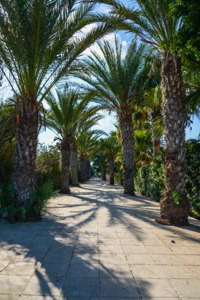istock palm alley to the ocean 894393062