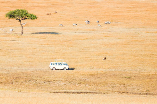 Enjoying a game drive on safari in Kenya