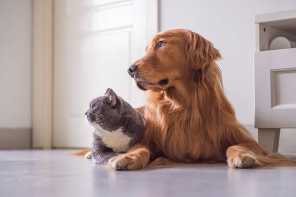 istock British cat and golden retriever 894396448
