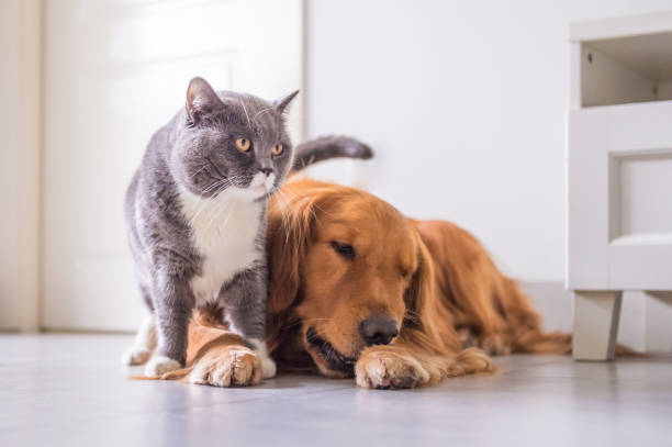 istock British cat and golden retriever 894396522