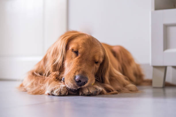 istock Golden Retriever lying on the ground 894396534